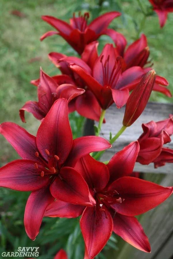 Enchanted Garden Blossom Symphony